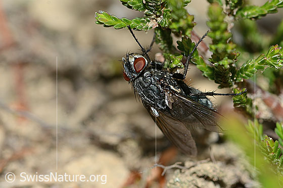 Photo: Bellardia viarum. Length 7 - 9mm. Female. View from the side above.