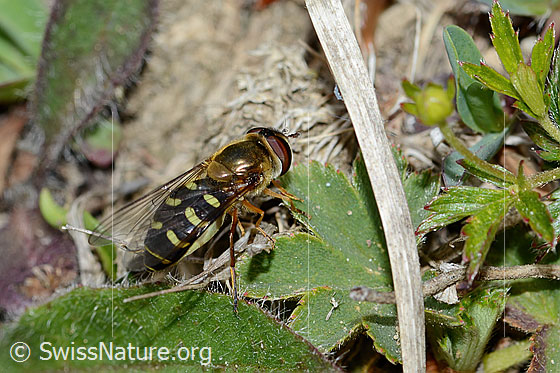 Photo: Eupeodes luniger. Length 9 - 12mm. Female. View diagonally from behind.