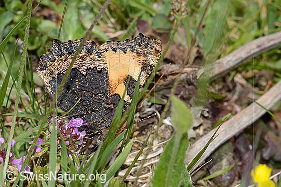 Foto: Kleiner Fuchs (Aglais urticae). Flügel geschlossen. Ansicht von der Seite.