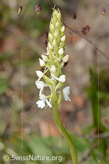 Photo: Probably Gymnadenia conopsea. Inflorescence. White specimen.