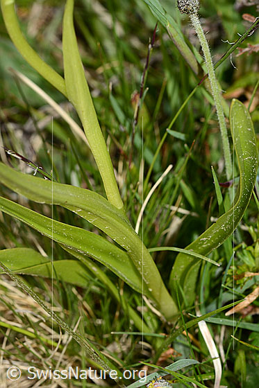 Photo: Probably Gymnadenia conopsea. Leaves and stem.