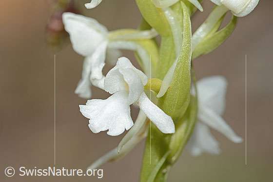 Photo: Probably Gymnadenia conopsea. Blossom. White specimen.