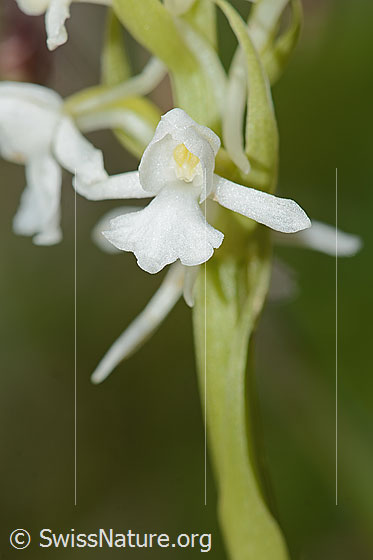 Photo: Probably Gymnadenia conopsea. Blossom and stem. White specimen.
