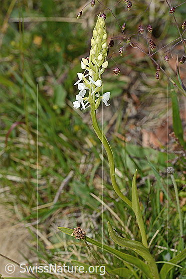Photo: Probably Gymnadenia conopsea. Whole plant (habiti). White specimen.