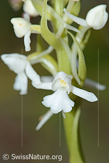 Photo: Probably Gymnadenia conopsea. Blossom and stem. White specimen.