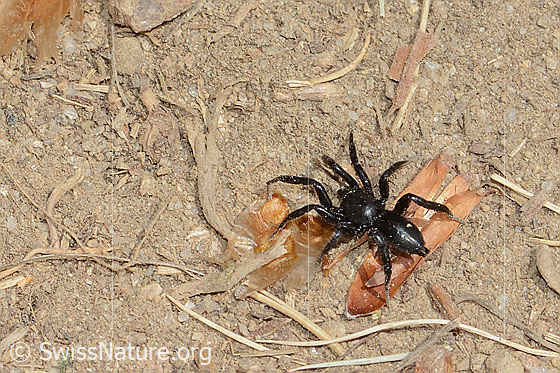 Zelotes subterraneus (Plattbauchspinne)