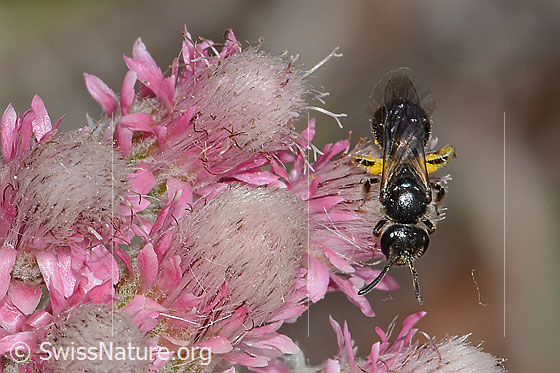 Foto: Wahrscheinlich Dufourea minuta (Glanzbiene) auf Gemeinem Katzenpfötchen (Antennaria dioica). Länge 6mm. Weibchen. Ansicht von oben.