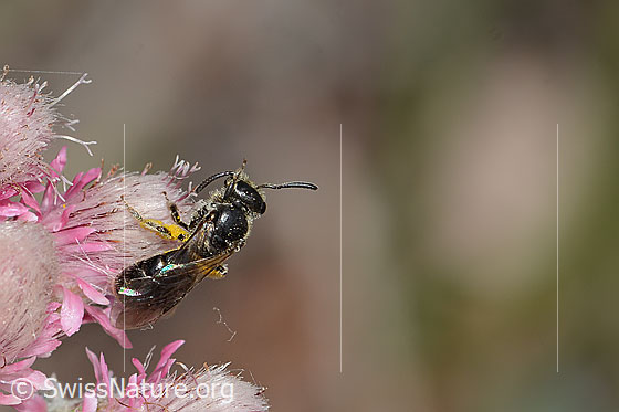 Photo: Probably Dufourea minuta auf Antennaria dioica. Length 6mm. Female. View from diagonally above.