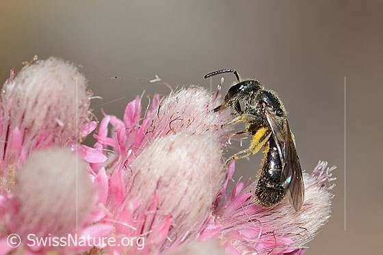 Foto: Wahrscheinlich Dufourea minuta (Glanzbiene) auf Gemeinem Katzenpfötchen (Antennaria dioica). Länge 6mm. Weibchen. Ansicht von der Seite.