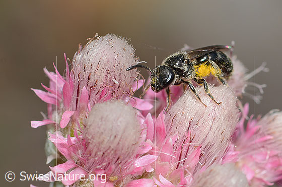 Photo: Probably Dufourea minuta on Antennaria dioica. Length 6mm. Female. View diagonally from the front.