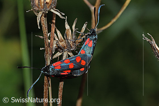 Photo: Zygaena filipendulae. Mating. View from above.