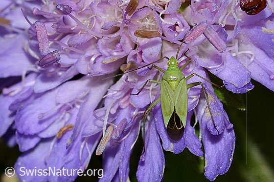 Photo: Calocoris affinis on flower of a Knautia dipsacifolia. Length 8mm. View from above.