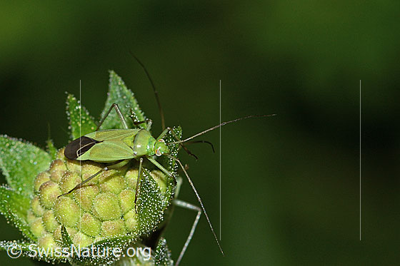 Foto: Grüne Distelwanze (Calocoris affinis) auf geschlossener Blüte einer Wald-Witwenblume (Knautia dipsacifolia). Länge 8mm. Ansicht von oben.