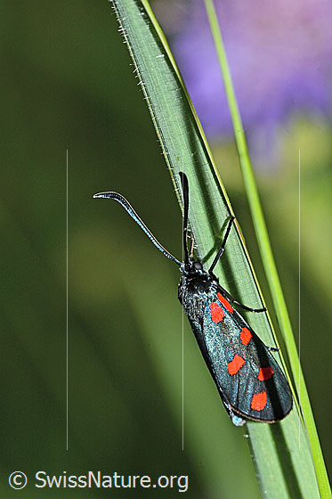 Photo: Zygaena filipendulae. On blade of grass.