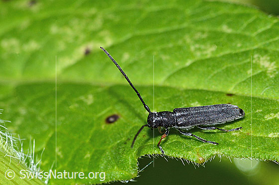 Zylindrischer Walzenhalsbock (Phytoecia cylindrica)