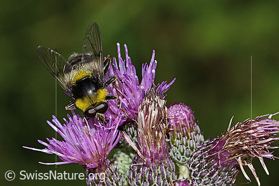 Photo: Sericomyia bombiformis on Cirsium palustre. Length 16mm. View from diagonally above.