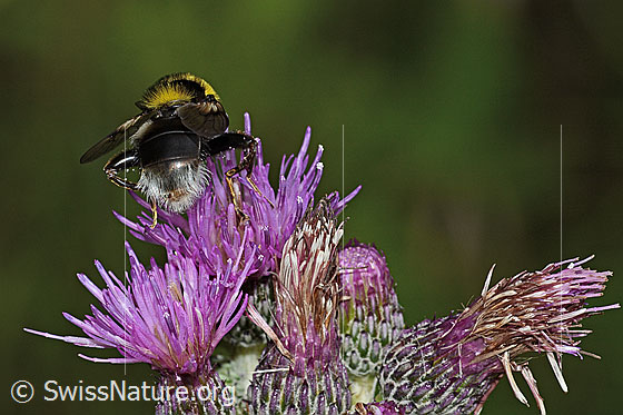 Foto: Hummel-Gebirgsschwebfliege (Sericomyia bombiformis) an Sumpf-Kratzdistel (Cirsium palustre). Länge 16mm. Ansicht von hinten.
