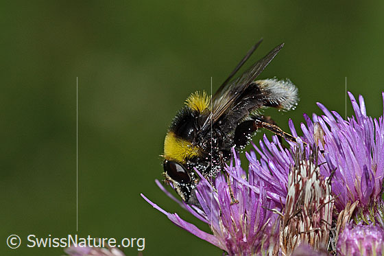 Foto: Hummel-Gebirgsschwebfliege (Sericomyia bombiformis) an Sumpf-Kratzdistel (Cirsium palustre). Länge 16mm. Ansicht von der Seite.