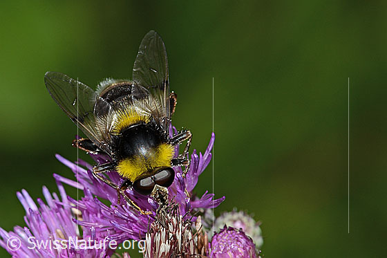 Foto: Hummel-Gebirgsschwebfliege (Sericomyia bombiformis) an Sumpf-Kratzdistel (Cirsium palustre). Länge 16mm. Ansicht von oben.