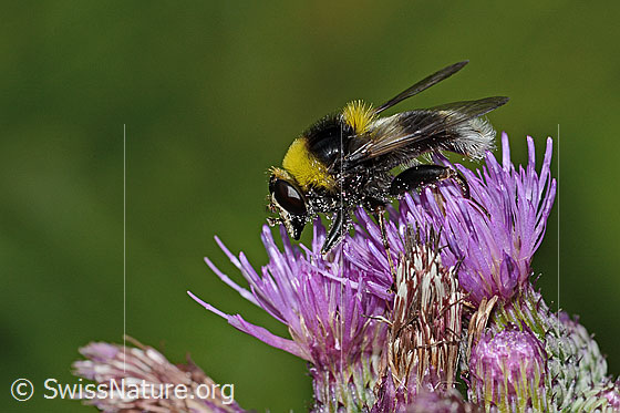 Foto: Hummel-Gebirgsschwebfliege (Sericomyia bombiformis) an Sumpf-Kratzdistel (Cirsium palustre). Länge 16mm. Ansicht von der Seite.