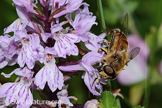 Photo: Eristalis tenax on Dactylorhiza fuchsii). Length 18mm. Male. View from diagonal front.