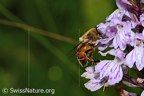 Foto: Mistbiene (Eristalis tenax) auf Fuchs