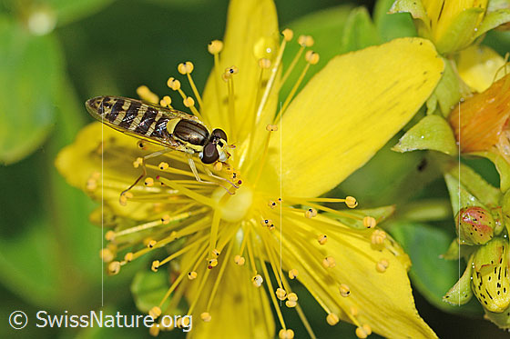 Photo: Sphaerophoria scripta on Hypericum maculatum. Wings closed. View from the side above.