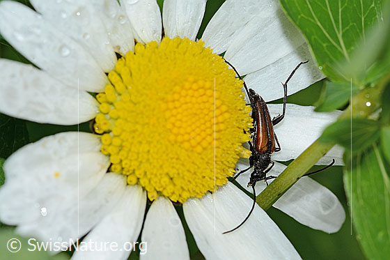 Photo: Stenurella melanura on Leucanthemum vulgare. Length 11mm. View from above.