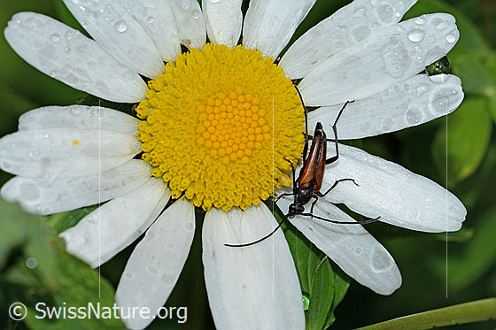 Photo: Stenurella melanura on Leucanthemum vulgare. Length 11mm. View from above.