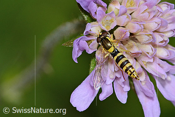 Photo: Sphaerophoria scripta on Knautia dipsacifolia). Wing angled. View from above.