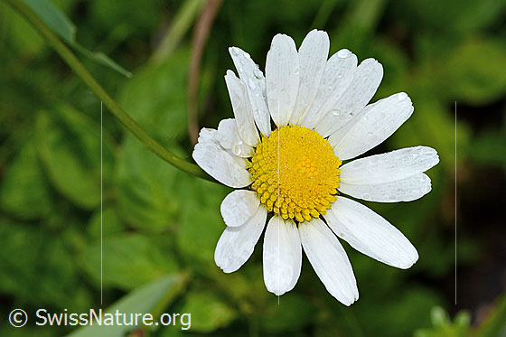 Foto: Gewöhnliche Wiesen-Margerite (Leucanthemum vulgare). Blüte.