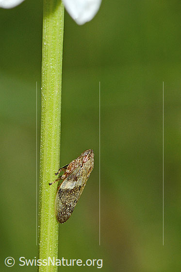 Photo: Aphrophora alni on stalk of a Leucanthemum vulgare. Length 8mm. View from diagonal above.