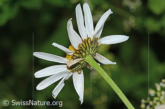 Foto: Gewöhnliche Wiesen-Margerite (Leucanthemum vulgare). Blüte, Hüllblätter und Stängel.