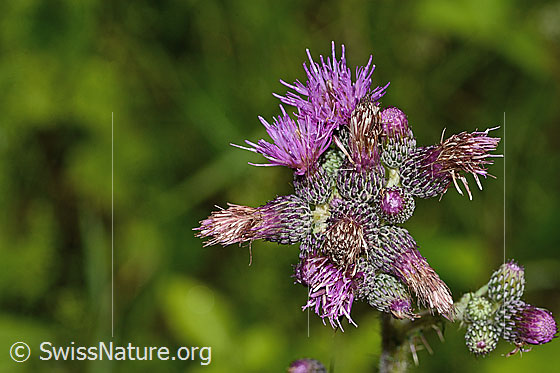 Foto: Sumpf-Kratzdistel (Cirsium palustre). Blüten.