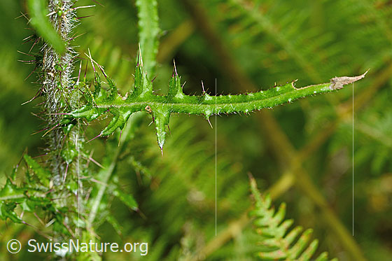 Foto: Sumpf-Kratzdistel (Cirsium palustre). Blätter.