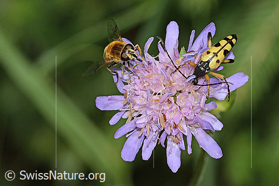 Foto: Gefleckter Schmalbock (Rutpela maculata) auf Wald-Witwenblume (Knautia dipsacifolia). Länge 20mm. Ansicht von vorne. Neben dem Käfer sitzt eine Mistbiene (Eristalis tenax).