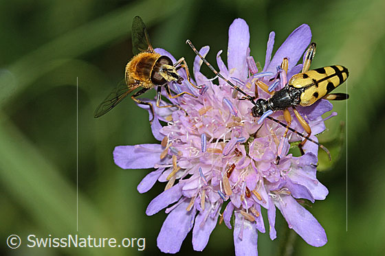 Foto: Gefleckter Schmalbock (Rutpela maculata) auf Wald-Witwenblume (Knautia dipsacifolia). Länge 20mm. Ansicht von schräg vorne. Neben dem Käfer sitzt eine Mistbiene (Eristalis tenax).