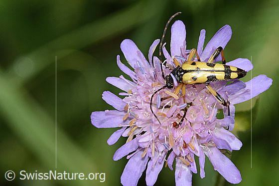 Photo: Knautia dipsacifolia. Length 20mm. View from above.