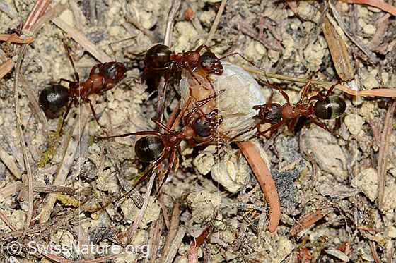 Kahlrückige Waldameise (Formica polyctena)
