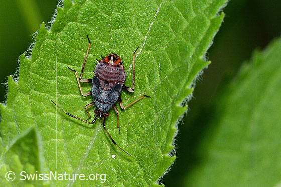Foto: Rote Weichwanze (Deraeocoris ruber). Nymphe.