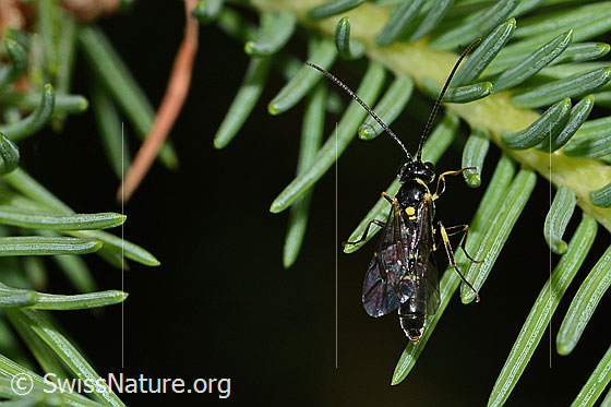 Wespe aus der Familie Cephidae (Halmwespen)