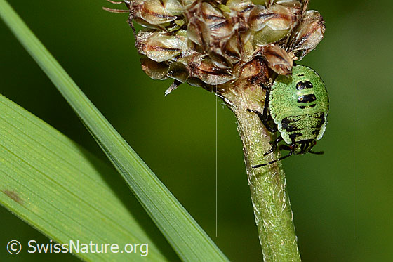 Foto: Grüne Stinkwanze (Palomena prasina). Larve.