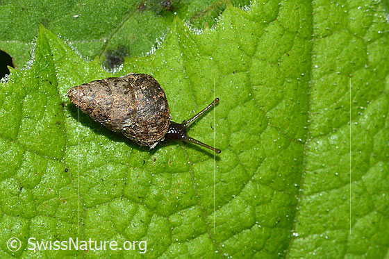 Bergturmschnecke (Ena montana)