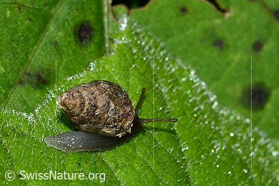 Foto: Wahrscheinlich Bergturmschnecke (Ena montana). Ansicht von seitlich hinten.