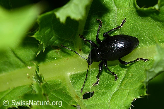 Photo: Probably Otiorhynchus morio. Length 11mm. View from diagonally above.