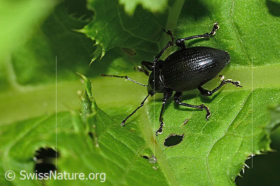 Photo: Otiorhynchus morio. View from diagonally behind.