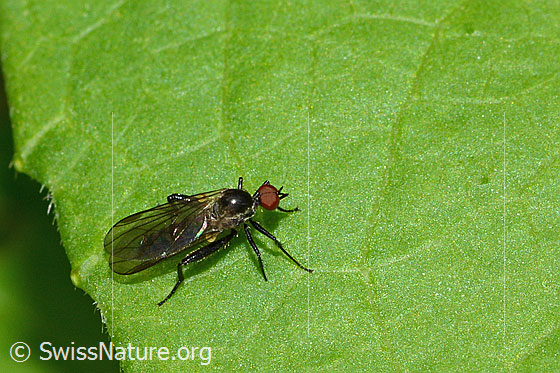 Foto: Wahrscheinlich Hybos culiciformis (Buckeltanzfliege). Länge 5mm. Ansicht von schräg oben.