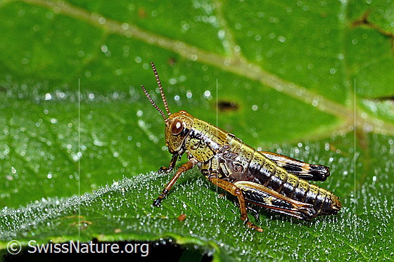 Foto: Alpine Gebirgsschrecke (Miramella alpina). Länge 14mm. Nymphenstadium 4. Ansicht von der Seite.