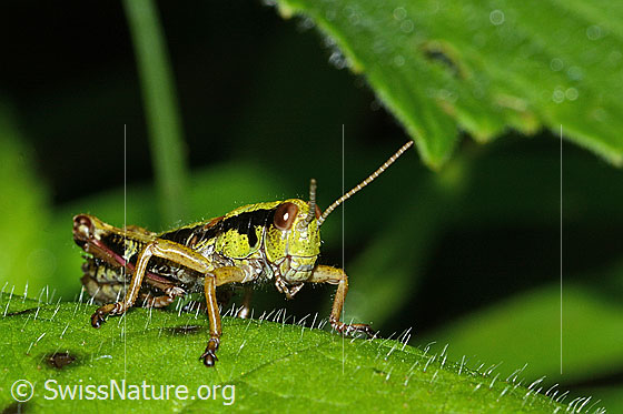 Photo: Miramella alpina. Length 16mm. Nymph stage 5. View diagonally from the front.