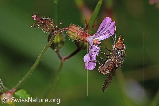 Photo: Rhingia campestris on Geranium robertianum) Length 8 - 11mm. View from the side.